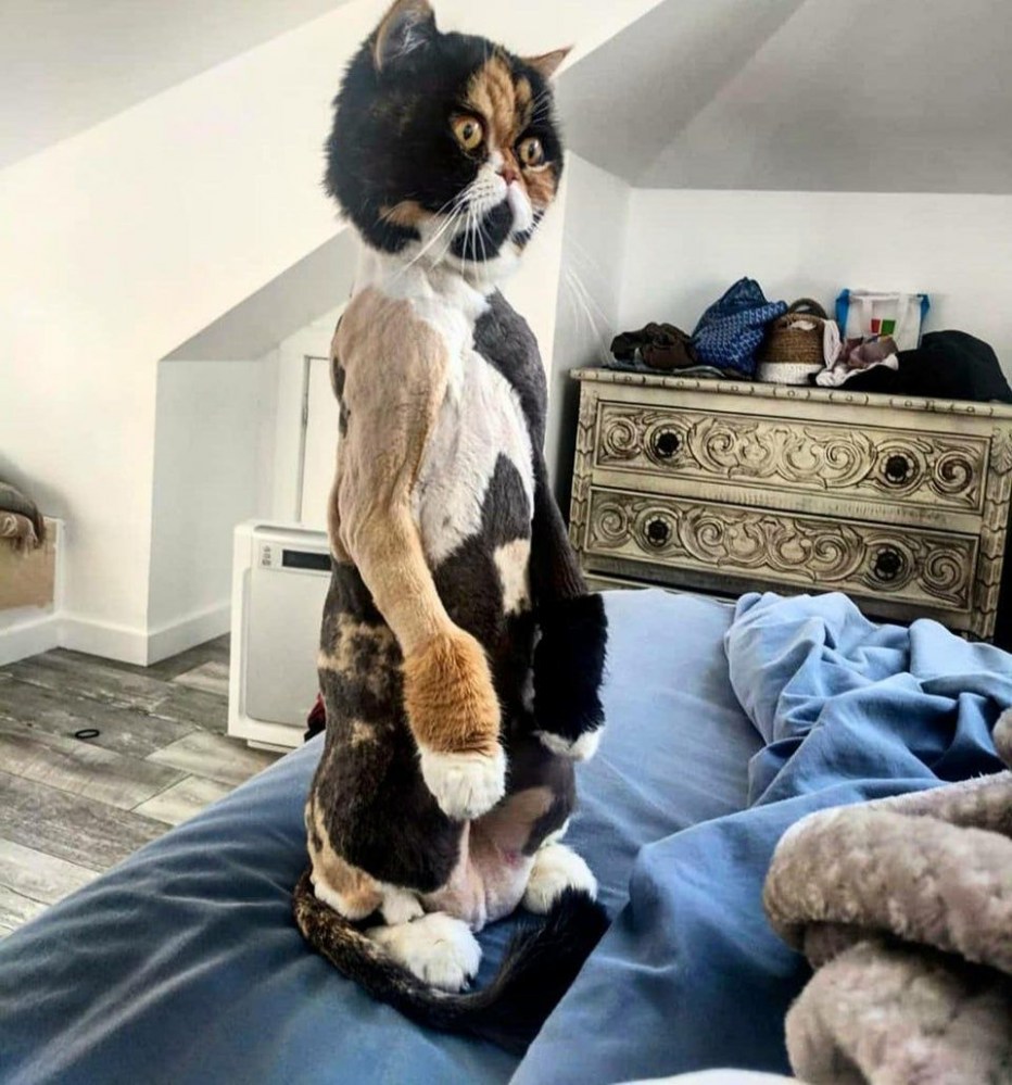 Кот драматизирует
