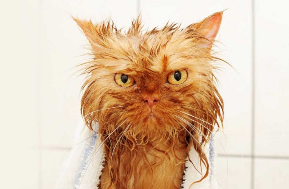Мокрые коты
