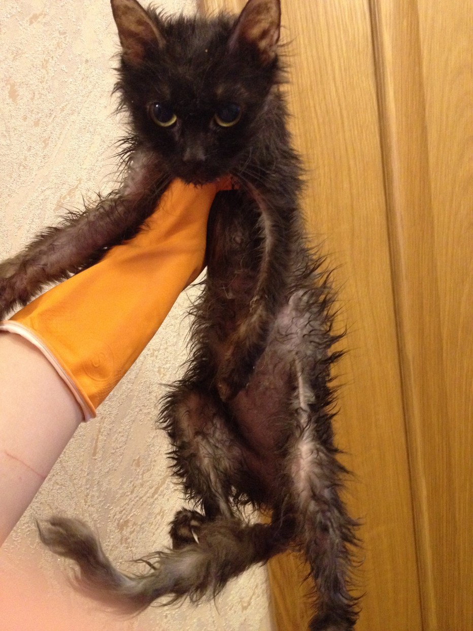 Облезлый кот