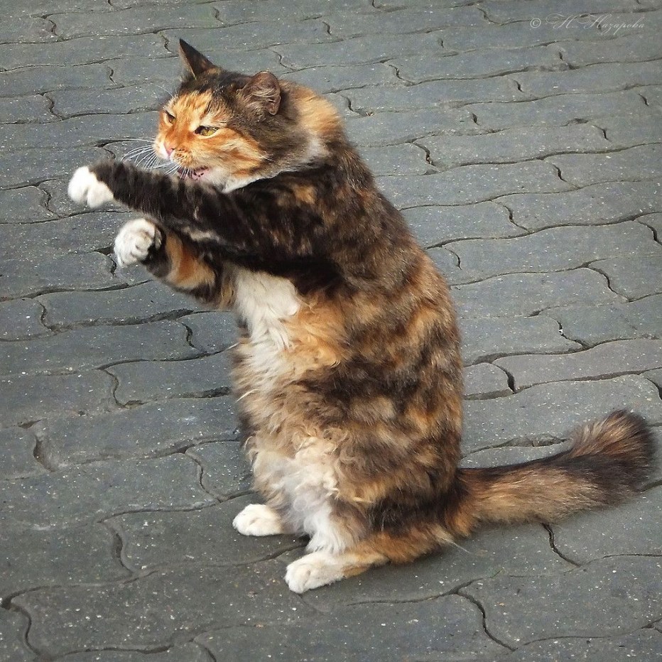 Драные коты