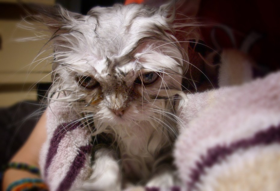 Смешные мокрые коты