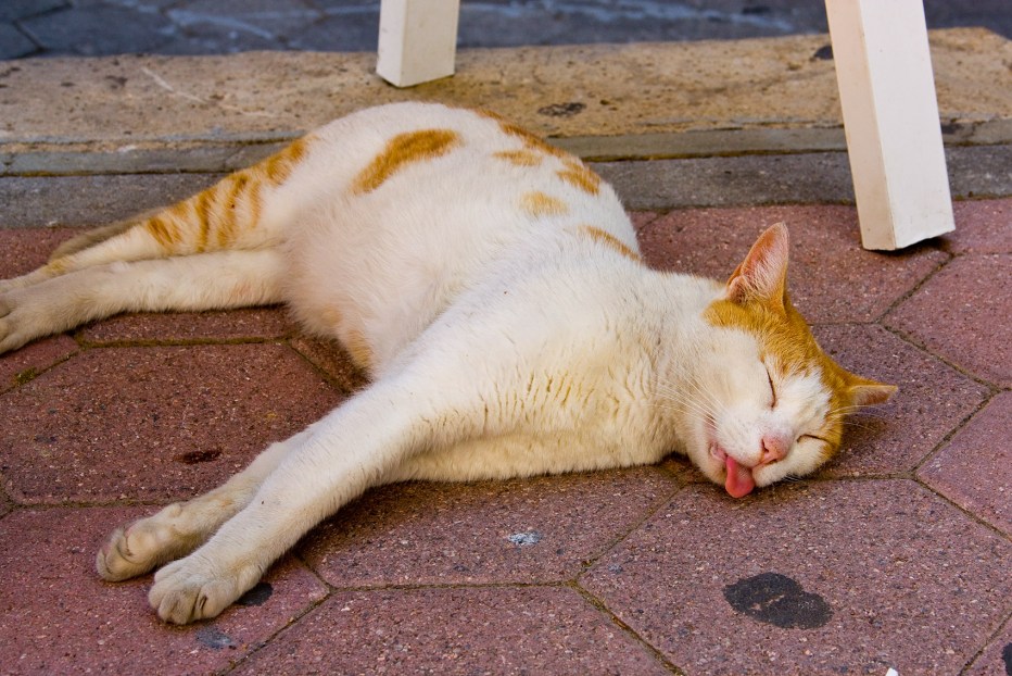 Мокрые коты