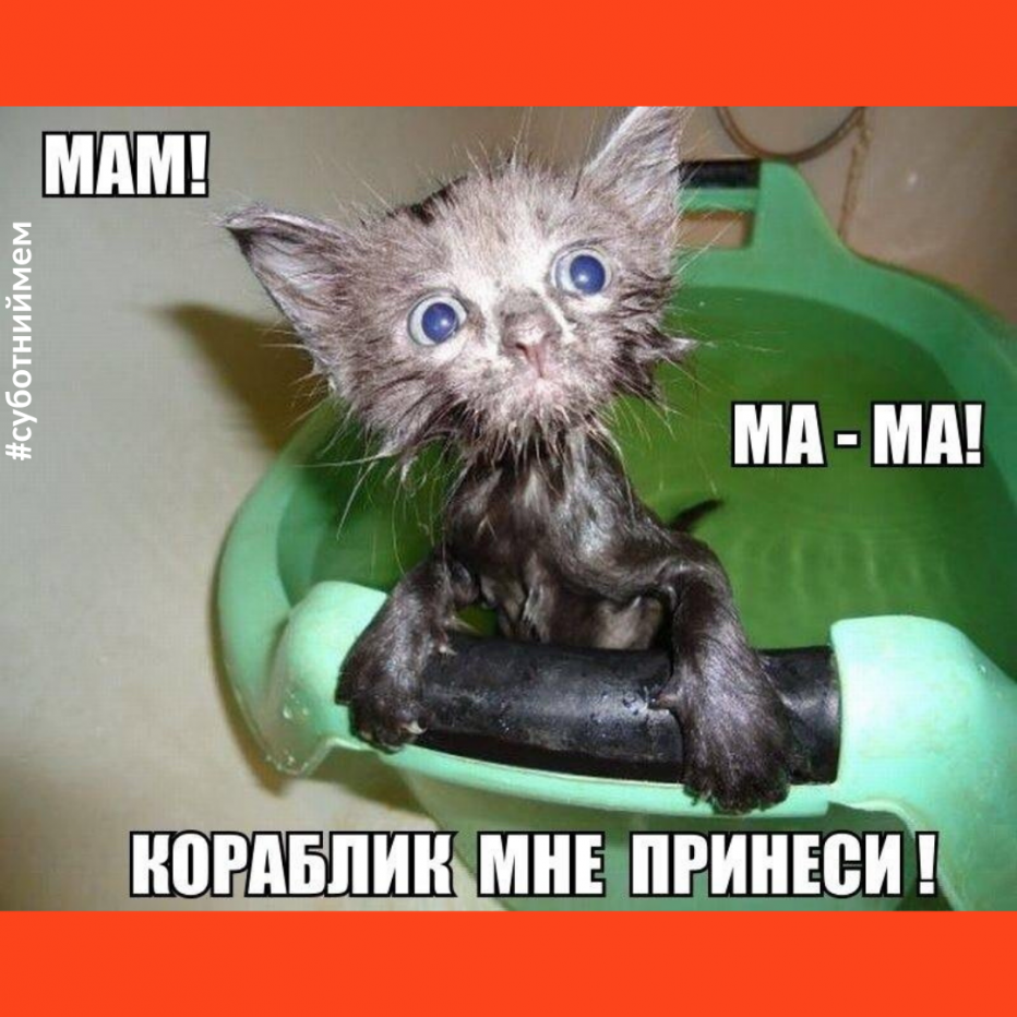 Мокрые коты смешные с надписями
