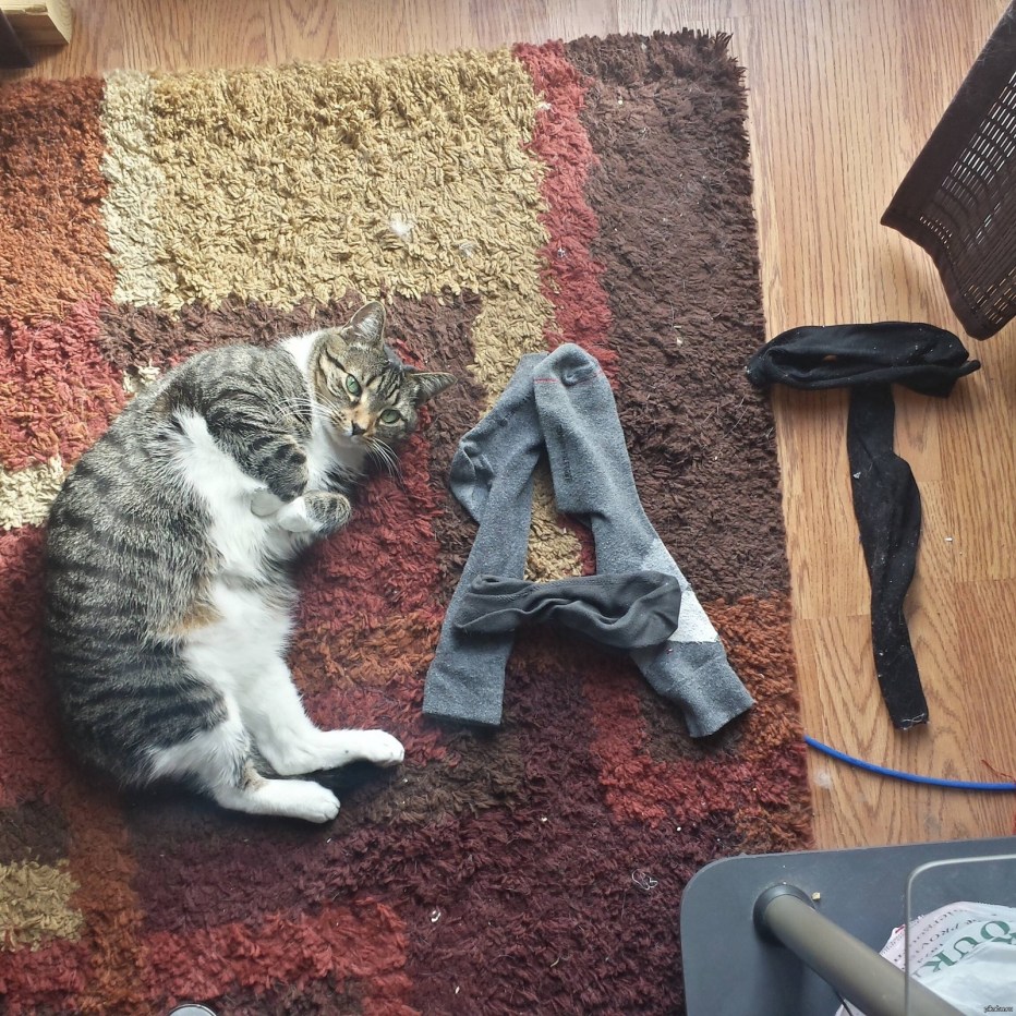 Ободранная кошка