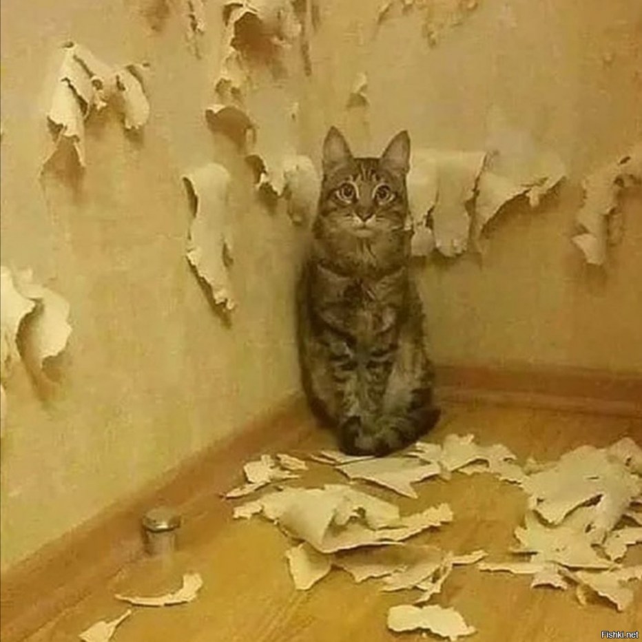 Смешные черные коты