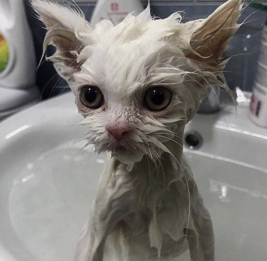 Кошка моется