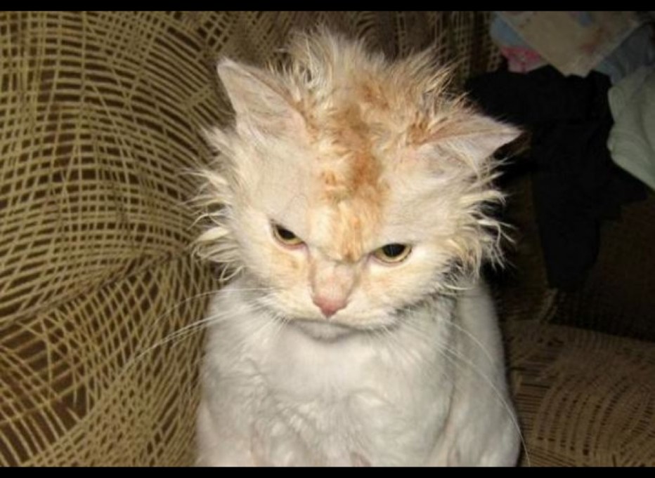 Раздраженный кот