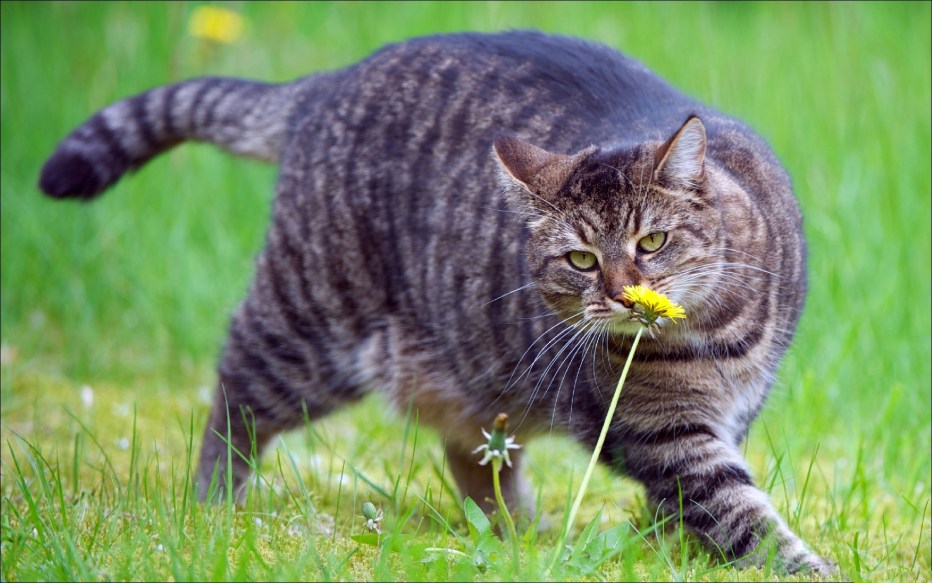 Здоровые коты
