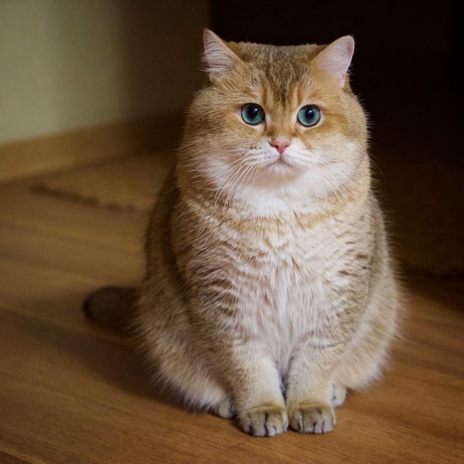 Скоттиш страйт Хосико