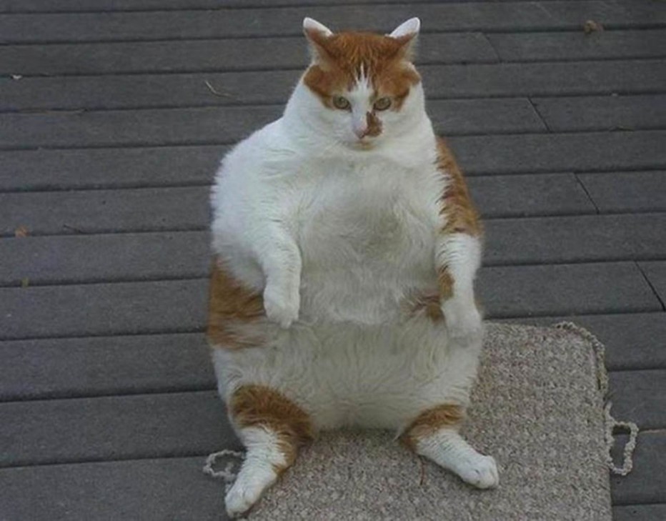 Очень жирные коты