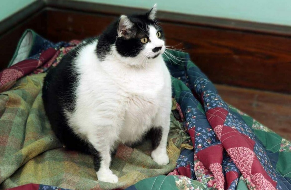 Самый жирный кот
