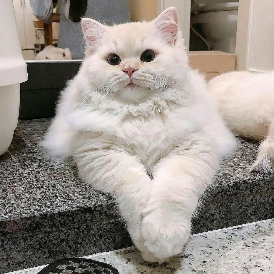 Пухленькие котики