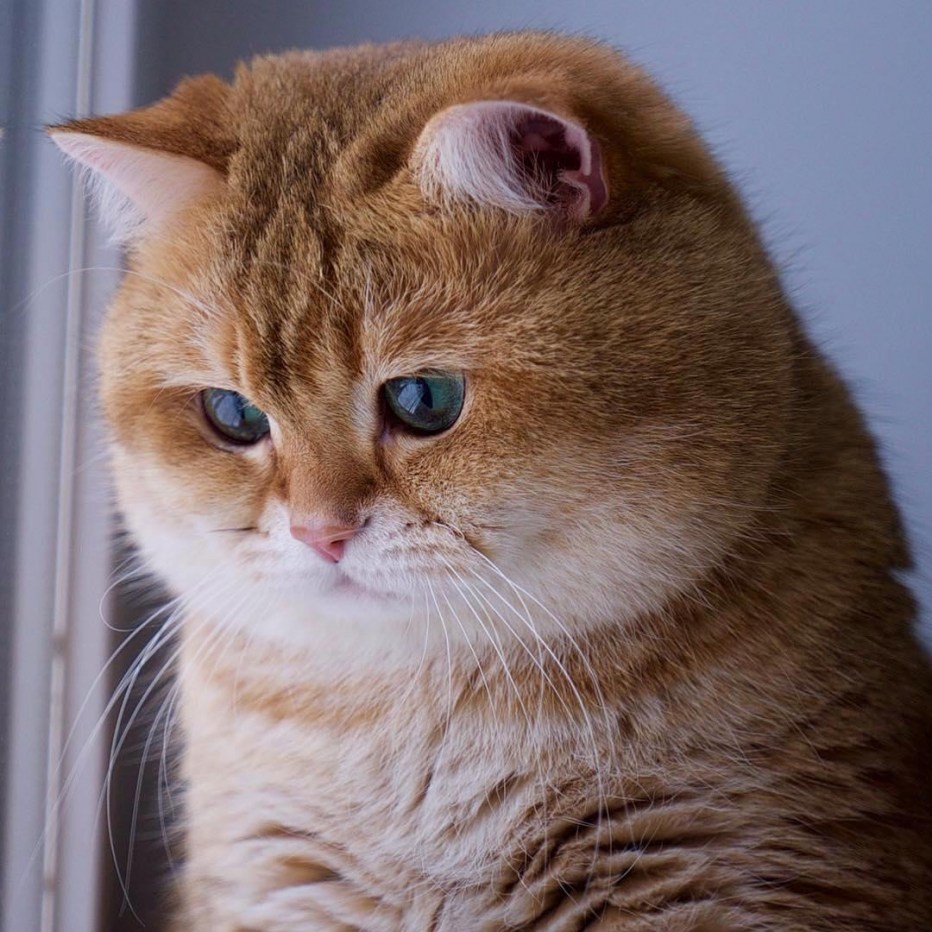 Рыжий кот Хосико