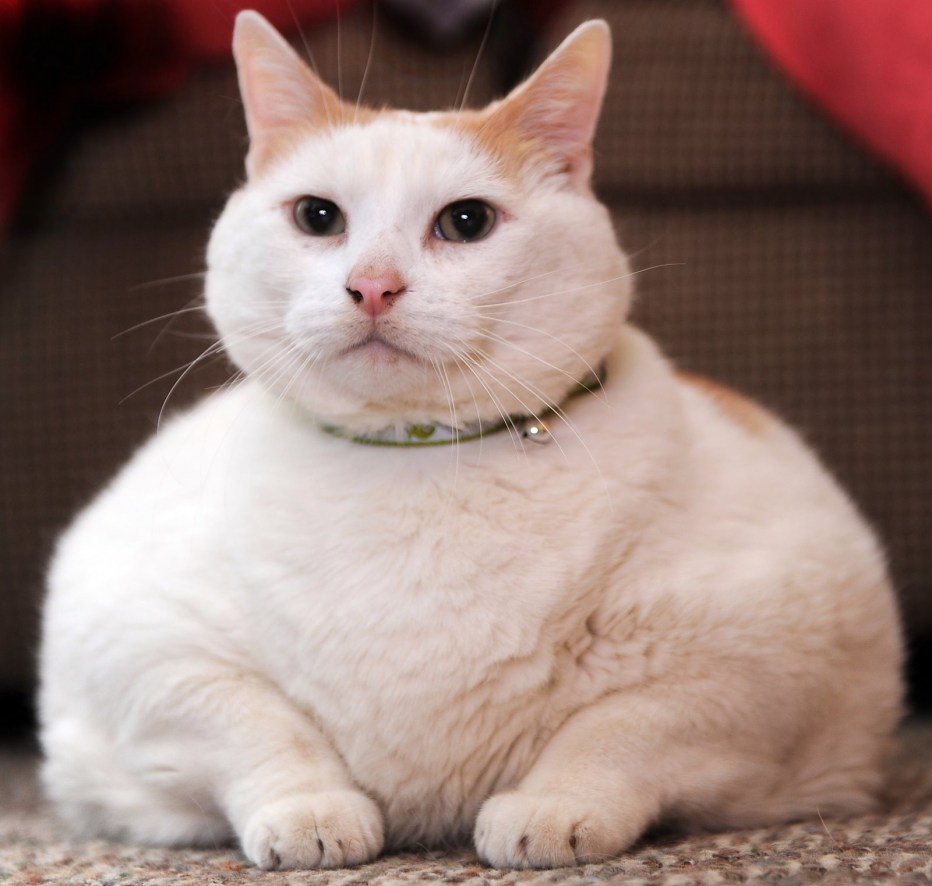 Николас Кейдж кот