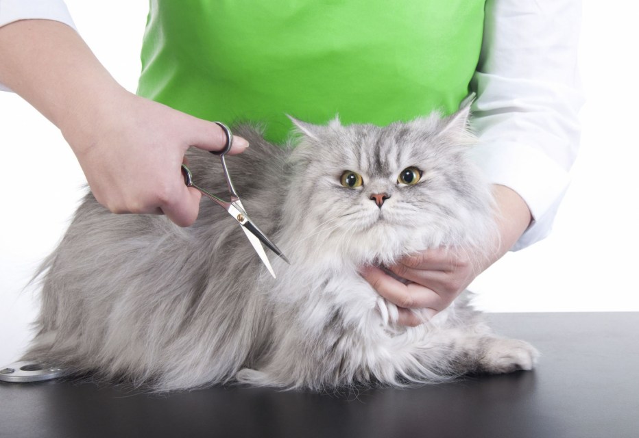 Стрижки котов шотландских вислоухих