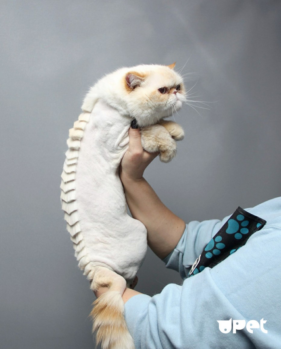 Стрижка котов