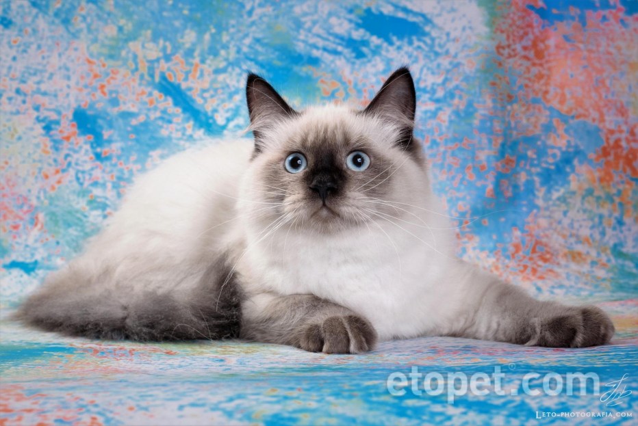 Невская маскарадная кошка кот