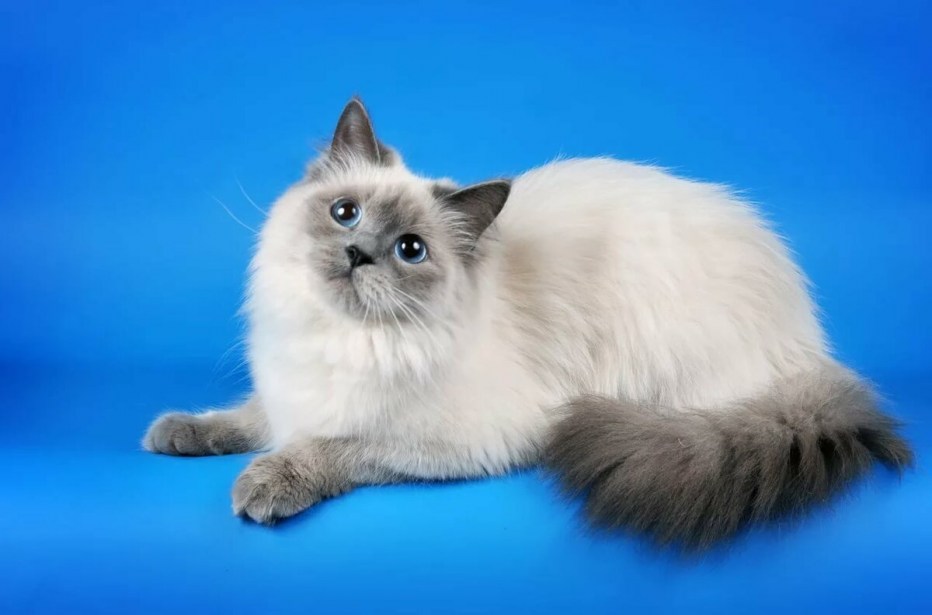 Невская маскарадная кошка