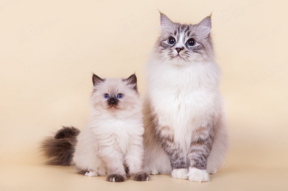 Невский маскарадный кот