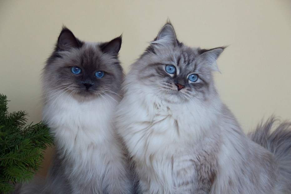 Невская маскарадная кошка