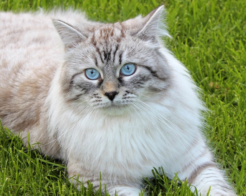 Невская маскарадная кошка