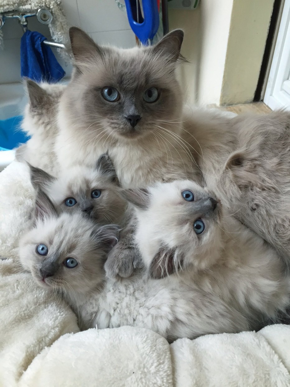 Невская маскарадная кошка