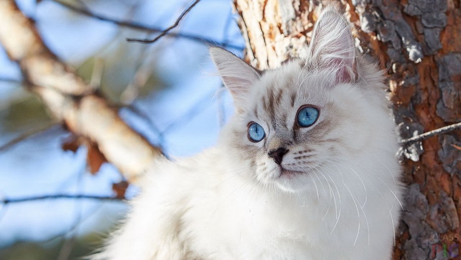 Невская маскарадная кошка