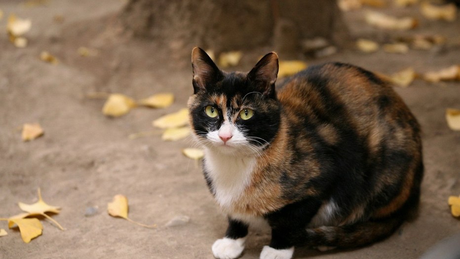 Черно коричневая кошка