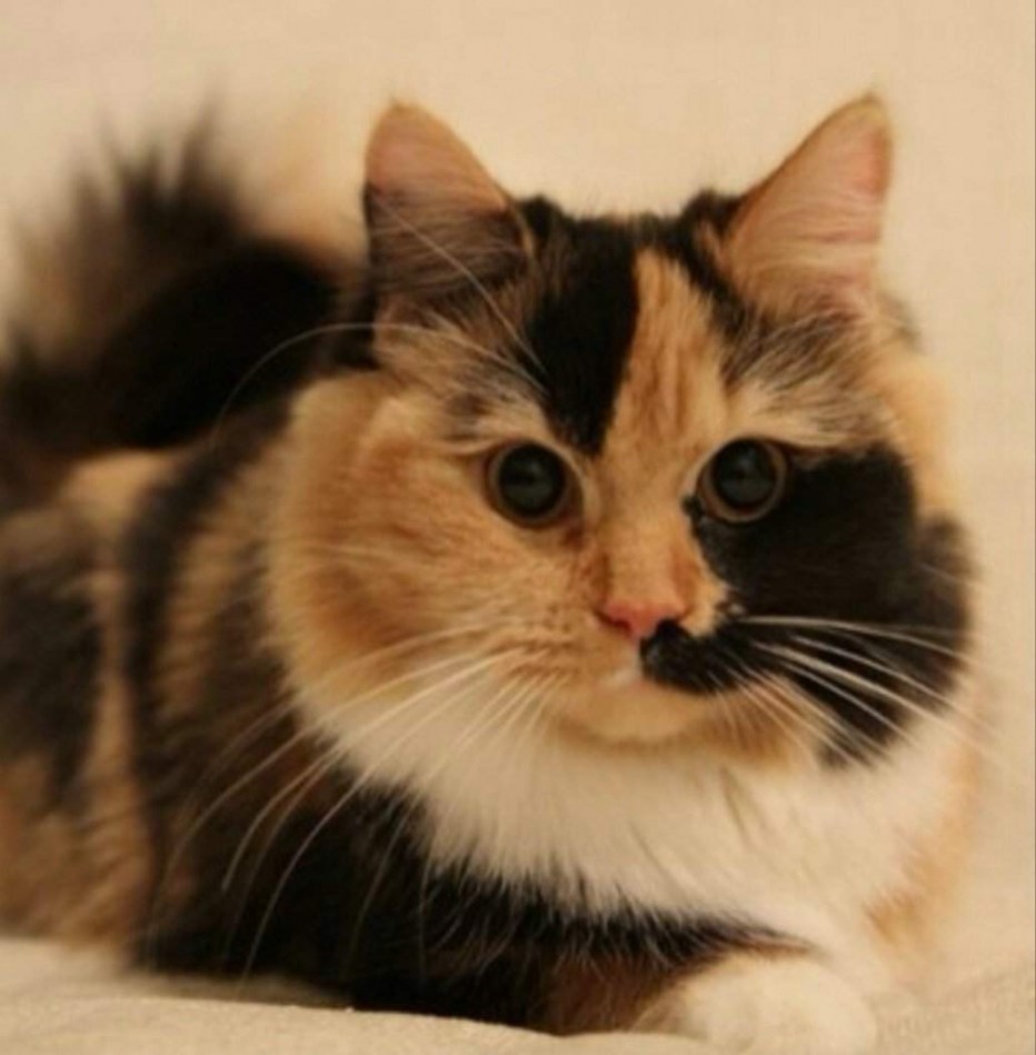 Бело рыже черный кот