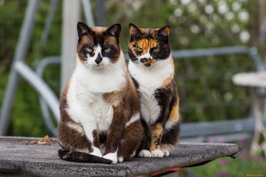 Четырёхцветная кошка