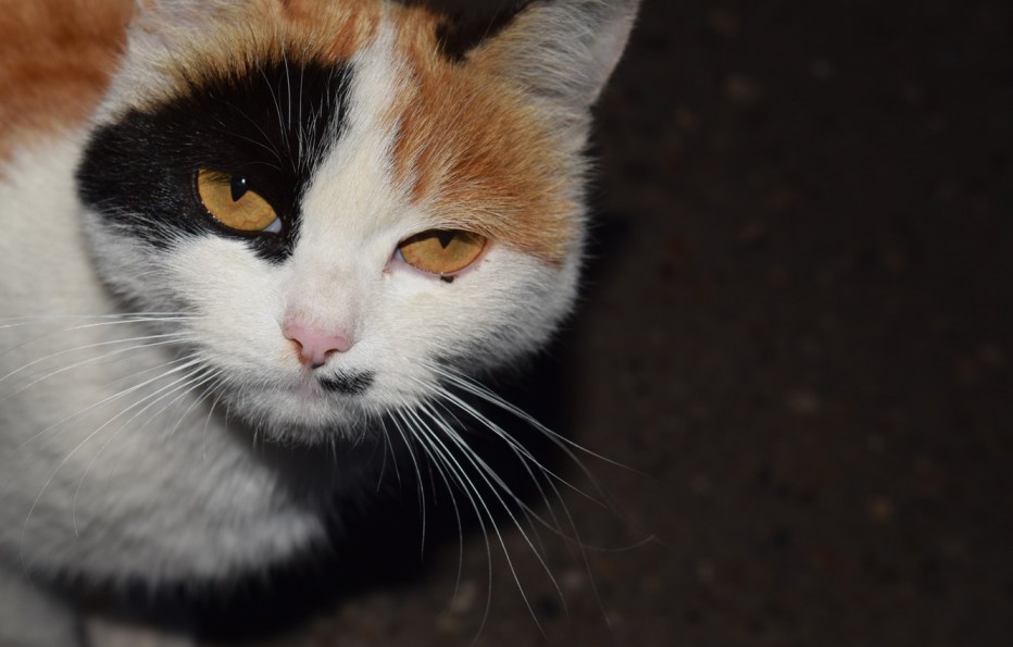 Черно рыжий кот