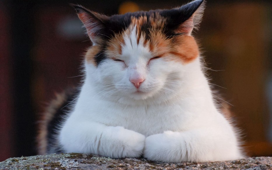 Кошка дремлет