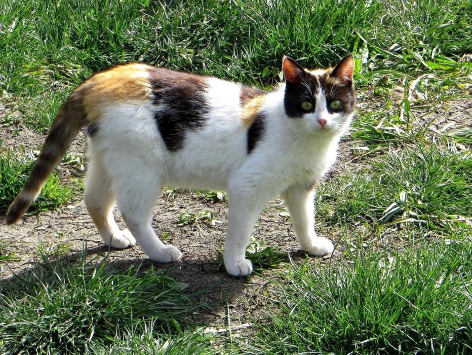 Трёхшёрстная дворовая кошка
