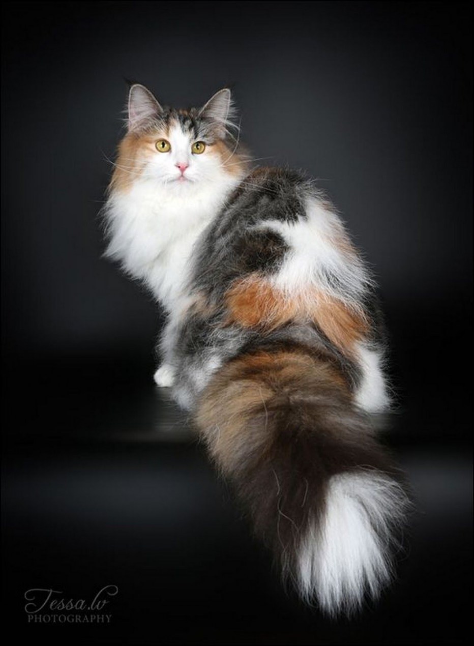 Норвежская Лесная кошка Калико