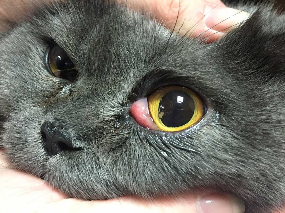 Котенок с коньюктивитом