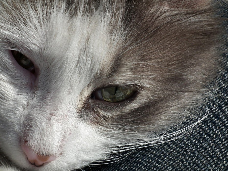 Котик Сеня