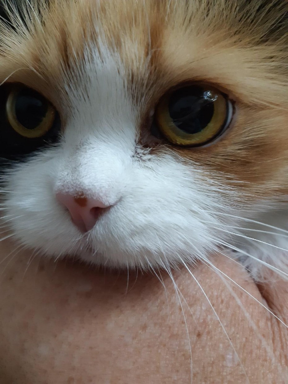 Эозинофильный кератит кошек