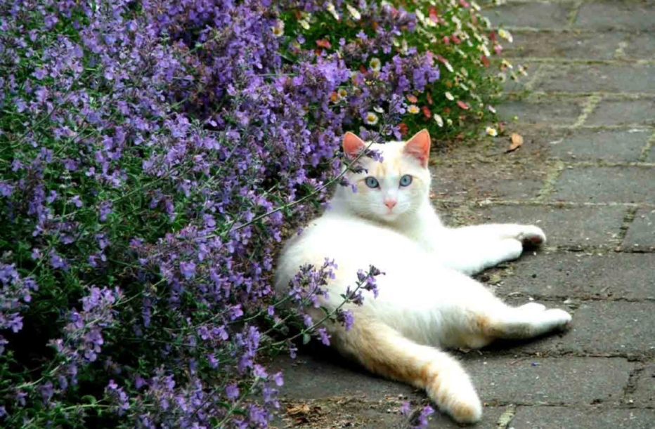 Котовник кошачий (мята Кошачья)