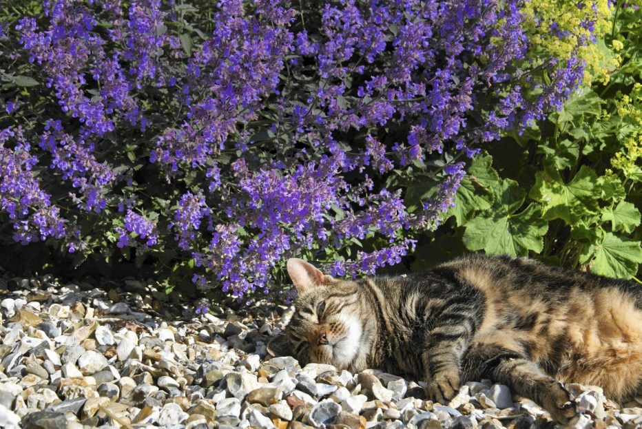 Кошачья мята (котовник) (Nepeta cataria)