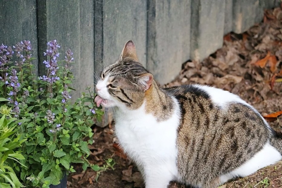 Котовник кошачий (мята Кошачья)