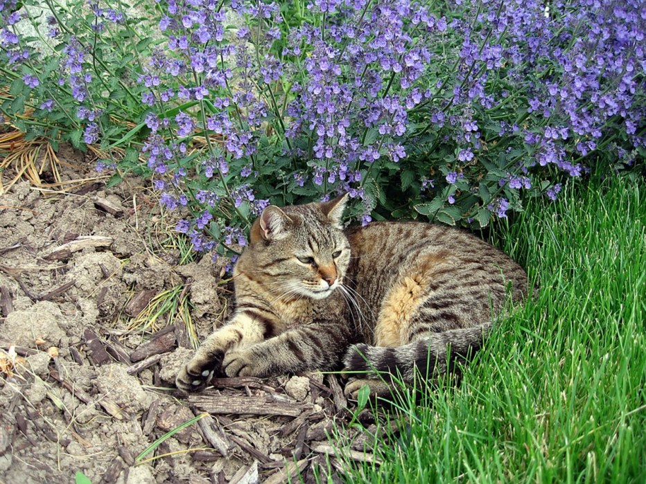 Котовник лимонный