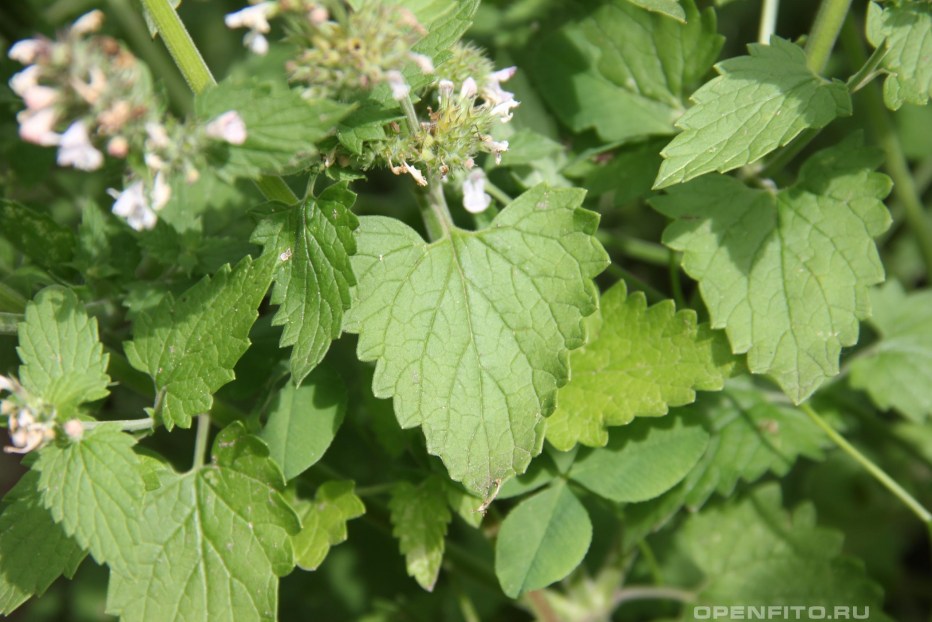 Котовник кошачий (Nepeta cataria)