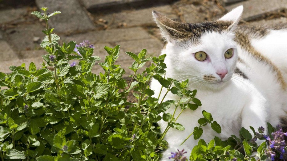 Котовник (Nepeta)