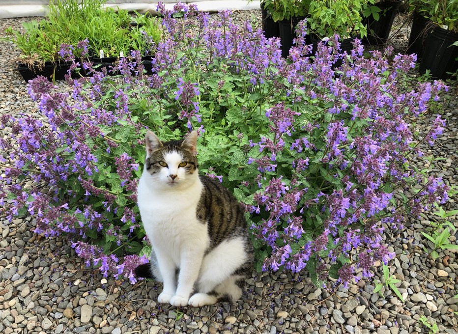 Трава котовник кошачий
