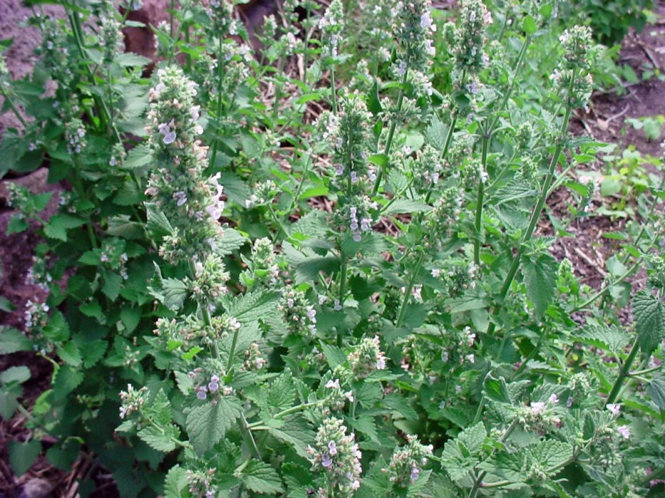 Котовник Фассена "Six Hills giant" (Nepeta faassenii "Six Hills giant")
