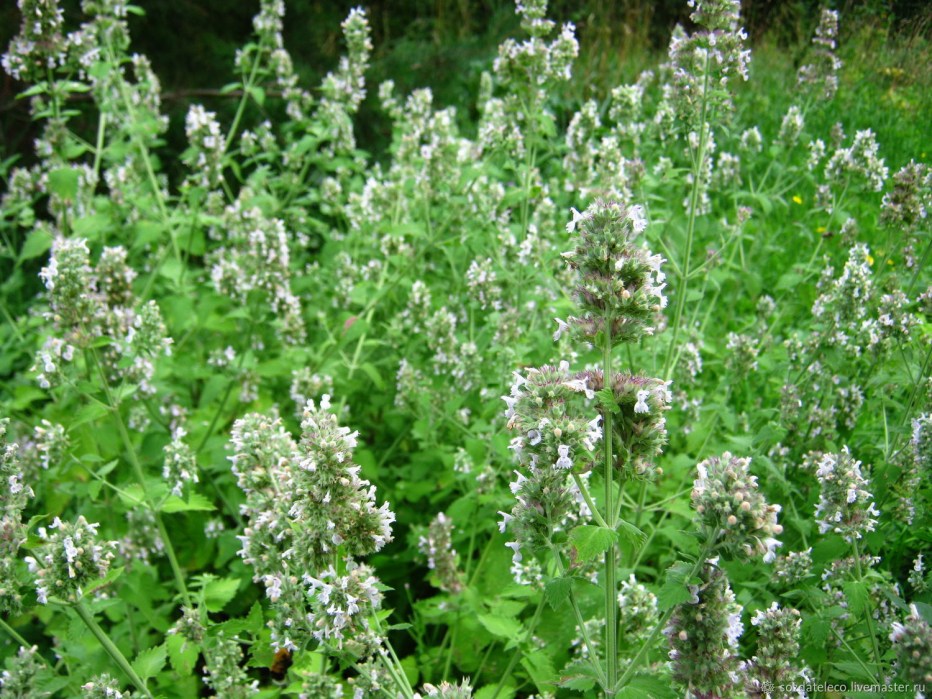 Кошачья мята Nepeta cataria