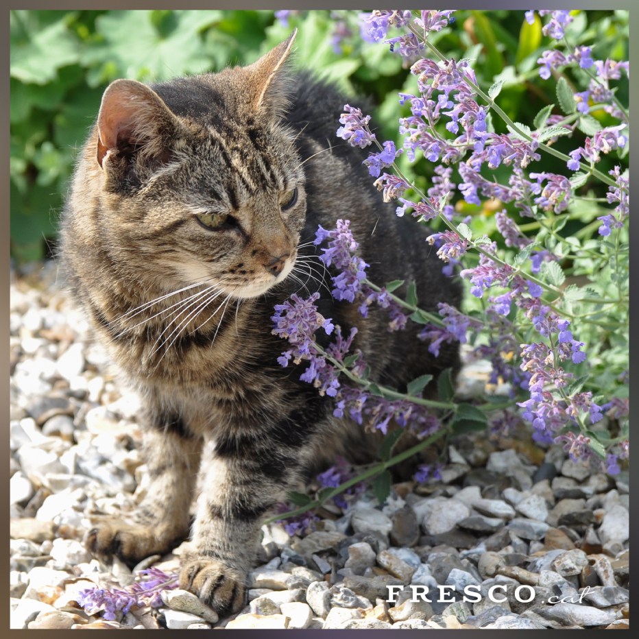 Котовник жилковатый Блю Мун