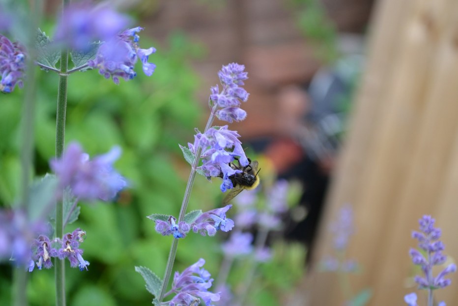 Котовник (Nepeta)