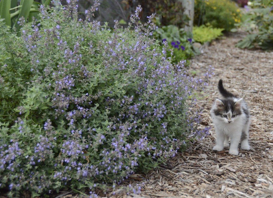 Nepeta cataria