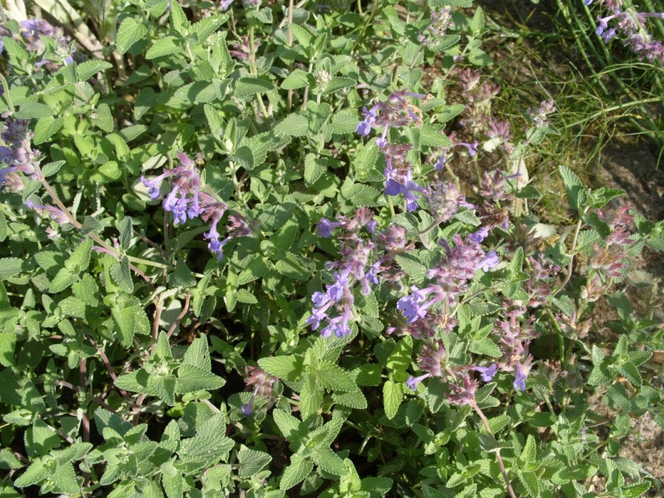 Nepeta cataria 'citriodora'